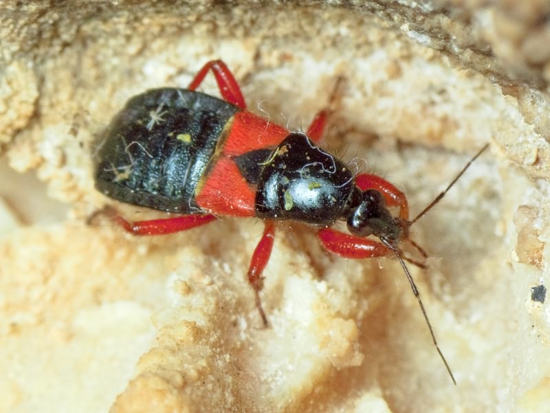 Prostemma guttula (Fabricius, 1787)